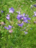Campanula rotundifolia Seeds – Harebells Bluebell Wildflower, Non-GMO Perennial Seeds for Pollinator Gardens