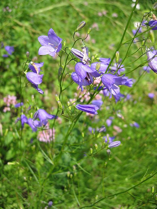 Campanula rotundifolia Seeds – Harebells Bluebell Wildflower, Non-GMO Perennial Seeds for Pollinator Gardens