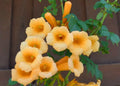 Live Yellow Trumpet Creeper Vine Plant in Pot – Campsis Radicans, Fast-Growing Climber for Fences & Trellises, Hummingbird Magnet