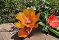 Epiphyllum Irish Golden Boy Orchid Cactus Cuttings – Live Unrooted 8–10 Inch Propagation Plant for Indoor & Outdoor Container Growing