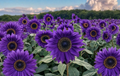 Violet Majesty Purple Sunflower Seeds 50 Count | Helianthus annuus Heirloom Garden Flower