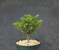 Pereskia portulacifolia Leafy Cactus Plant – 6 Inch Ornamental Bonsai-Style Indoor/Outdoor Succulent