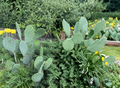 Opuntia humifusa Prickly Pear Cactus Pads 2 lbs Native Plant Propagation Unrooted Succulent