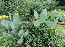 Opuntia humifusa Prickly Pear Cactus Pads 2 lbs Native Plant Propagation Unrooted Succulent