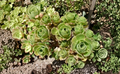 Aeonium Balsamiferum Unrooted Cutting – Green Rosette Succulent for Propagation and Collection