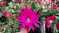 Epiphyllum Medora Unrooted Cutting – 8-10 Inch Orchid Cactus Propagation Plant for Indoor & Container Growing