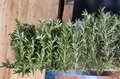 10 Fresh Rosemary Cuttings Unrooted Stems Salvia Rosmarinus Herb Plant