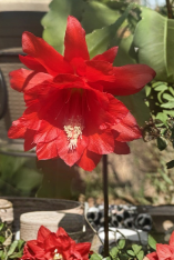 Epiphyllum Orchid Cactus Cuttings – Unrooted Live Plant Stems for Propagation, Trailing, Tropical Flowering Cactus, Epiphyllum spp.