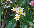 Unrooted Plumeria ‘Celadine’ Cutting – 17-19 Inch Multi Tip Frangipani Tree for Propagation