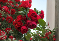 Florentina Climbing Rose Cuttings, Red Rose Variety for Grafting & Propagation, Rosa ‘Florentina’