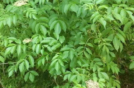 Native American Elderberry Cuttings - Unrooted Hardwood Propagation Set of 10 - Sambucus canadensis