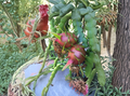 Red Dragon Fruit Cuttings Hailey’s Comet 2 Pieces 9–14 Inch Unrooted Pitaya Cactus for Growing