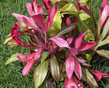 Hawaiian Ti Plant Cuttings 8 Unrooted Cordyline fruticosa 5-7 Inches for Propagation and Houseplants