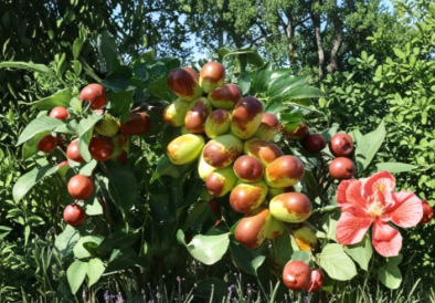 Sherwood Jujube Cuttings Set of 15 | Unrooted Ziziphus jujuba Chinese Red Date Propagation