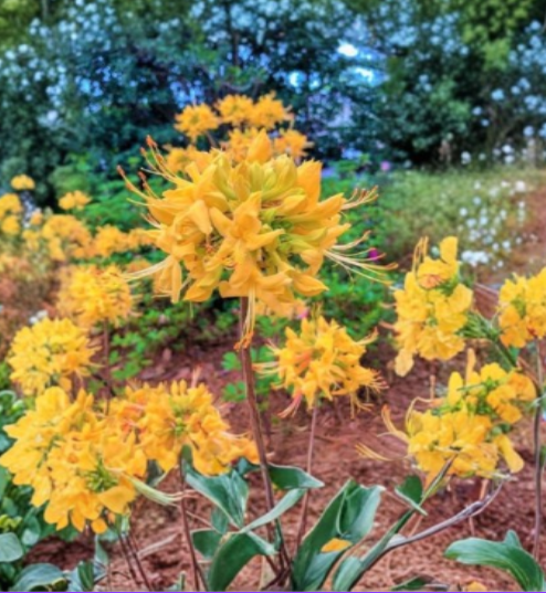 Gold Strike Aromi Azalea Starter Plant, Deciduous Rhododendron Hybrid, Yellow Flowers, Small Dormant Shrub