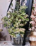 Tradescantia Sweet Tabby Mini Pink Sport Houseplant Cuttings Set of 3, Unrooted, Pink Variegation, Trailing Indoor Plant