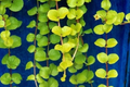 Golden Creeping Jenny Cuttings 10 Pack Lysimachia nummularia ‘Aurea’ Groundcover Trailing Plant