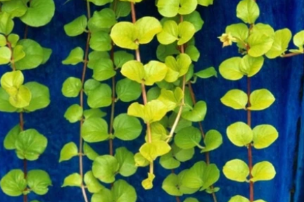 Golden Creeping Jenny Cuttings 10 Pack Lysimachia nummularia ‘Aurea’ Groundcover Trailing Plant