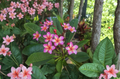 Dulcemia Plumeria Cutting 3 Tips | Plumeria rubra Frangipani Live Plant Stem for Propagation Tropical Flower