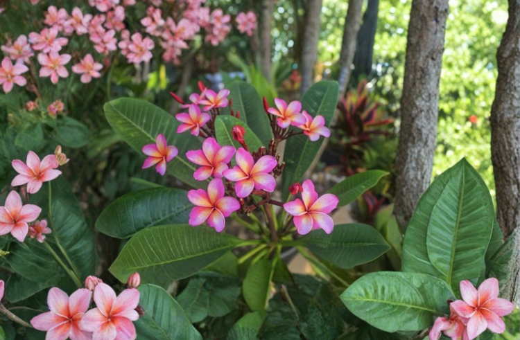Dulcemia Plumeria Cutting 3 Tips | Plumeria rubra Frangipani Live Plant Stem for Propagation Tropical Flower