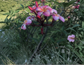 Pink Plumeria Rooted Cutting - 10 Inch Single Head Plumeria rubra Starter Plant for Tropical Gardens