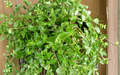 Callisia cordifolia Cuttings - Trailing Houseplant, Green Foliage, Propagation, Speedy Jenny, Itsy Bitsy Inch Plant