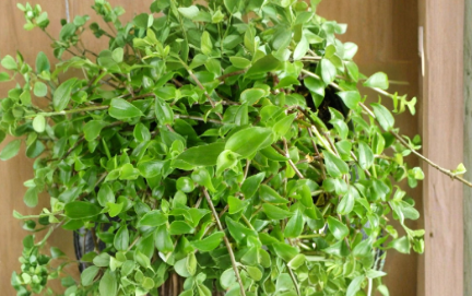 Callisia cordifolia Cuttings - Trailing Houseplant, Green Foliage, Propagation, Speedy Jenny, Itsy Bitsy Inch Plant