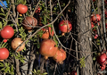 Unrooted Pomegranate Cuttings - ‘Wonderful’ Variety for Grafting & Propagation - Punica granatum Scion Wood