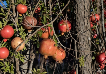 Unrooted Pomegranate Cuttings - ‘Wonderful’ Variety for Grafting & Propagation - Punica granatum Scion Wood