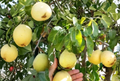 D’Anjou Pear Tree Scion Wood Unrooted Cuttings for Grafting Pyrus communis Lot of 4