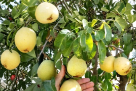 D’Anjou Pear Tree Scion Wood Unrooted Cuttings for Grafting Pyrus communis Lot of 4