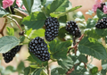 Blackberry Cuttings 8 Inch Live Rubus spp. Fruit Cane Propagation, Organic Non-GMO, Rooting Ready