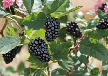 Blackberry Cuttings 8 Inch Live Rubus spp. Fruit Cane Propagation, Organic Non-GMO, Rooting Ready