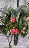 Dragon Fruit Cuttings 5 Pack | Mixed Varieties | 3-5 Inch Pitaya Cactus Stems for Grafting & Rooting | Selenicereus spp.