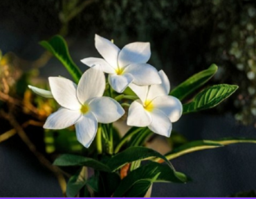 White Flowering Butterfly Plumeria Cuttings, 4-6 Inch Unrooted Propagation Lot of 2, Plumeria pudica