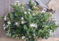 Crassula Ovata Red Jade Succulent Cuttings - 2 Unrooted Stem Propagation Plants, Colorful Jade Plant, Perennial, Indoor Outdoor