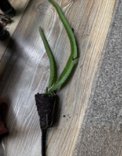 Yellow Dragon Fruit Live Plant – Tropical Climbing Cactus Hylocereus megalanthus, Ready to Grow