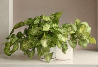 Unrooted Syngonium Butterfly Cuttings Set of 5 – Arrowhead Plant, Goosefoot Vine, Indoor Houseplant Propagation