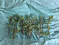 Unrooted Succulent Cuttings Set of 12 Portulacaria afra ‘Variegata’ Variegated Elephant Bush Propagation