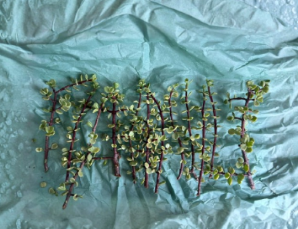 Unrooted Succulent Cuttings Set of 12 Portulacaria afra ‘Variegata’ Variegated Elephant Bush Propagation