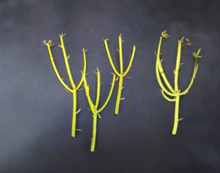 Euphorbia Tirucalli Pencil Cactus Cuttings – Fire Stick Succulent Stems for Propagation, Unrooted, Bright Coral Tones