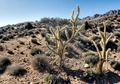 Silver Cholla Cane Cutting - Cylindropuntia acanthocarpa Desert Cactus with Yellow-Orange Flowers for Xeriscape and Drought Tolerance
