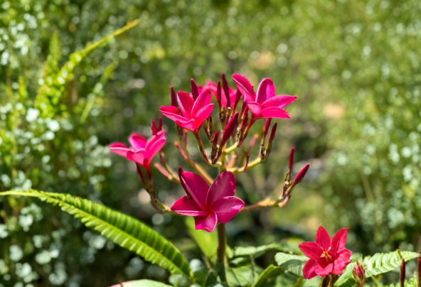 Pink Plumeria Cutting 6-8 Inches, Tropical Frangipani Propagation, Pink Flowering Tree, Plumeria spp.
