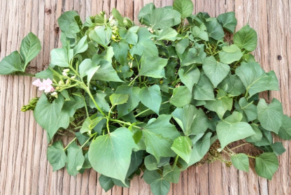 Beauregard Sweet Potato Slips 10 Count | Ipomoea batatas Live Plants for Garden or Containers