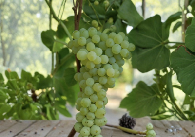 Seedless Grape Plant in Pot, Vitis Hybrid, Climbing Fruit Vine, Live 10-Inch Grape Vine for Garden or Container