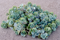 Lavender Scallops Kalanchoe fedtschenkoi Rooted Succulent Cuttings 3 Pack, Trailing Blue-Green Foliage, Indoor & Outdoor Plants