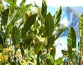 Bay Laurel Cuttings 10 Inch Unrooted Bundle of 6 Laurus nobilis Evergreen Shrubs
