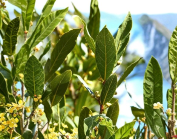 Bay Laurel Cuttings 10 Inch Unrooted Bundle of 6 Laurus nobilis Evergreen Shrubs
