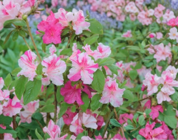Encore Autumn Twist Azalea Starter Plant, Pink & White Flowers, Deciduous Rhododendron Hybrid, Rooted Shrub for Garden Beds
