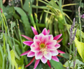 Purple Epiphyllum Cuttings - Trailing Orchid Cactus Stem Propagation for Hanging Baskets & Indoor Plants